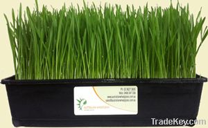 Fresh Wheatgrass Trays