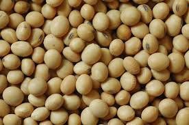 Soya Bean Oil | Refined Soybean Seed Oil Importers | Pure Soybeans Seed Oil Buyers | Crude Soybean Seed Oil Importer | Buy Soybeans Seed Oil | Crude Soybeans Oil Buyer