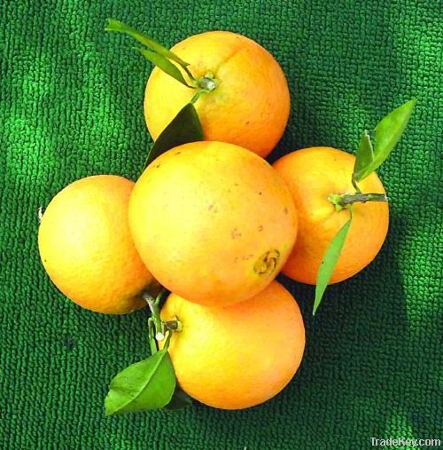 Skaggs Bonanza Navel Orange