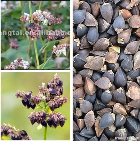 buckwheat kernel