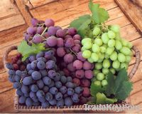 Fresh Grapes