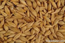 FEED BARLEY