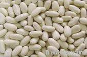 white kidney bean extract powder