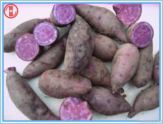 Purple Sweet Potato