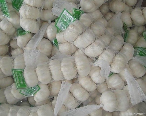 Fresh Chinese garlic
