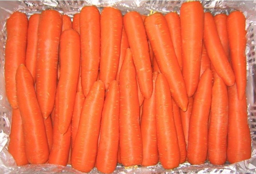 2012 Crop Fresh Carrot