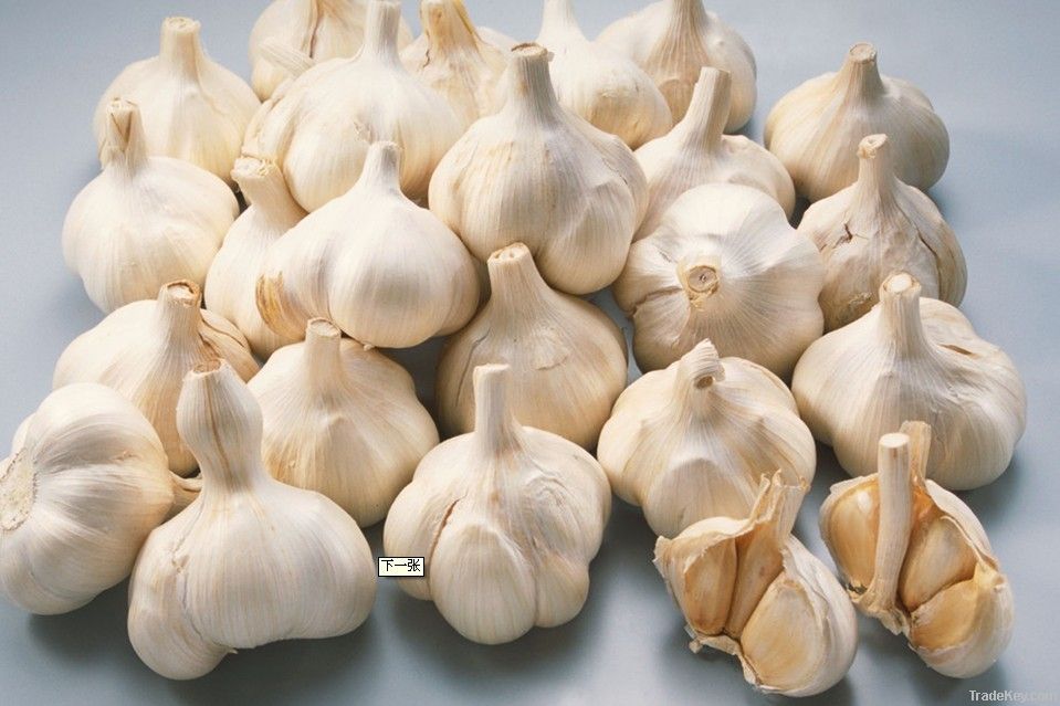 2012 new crop fresh China Garlic