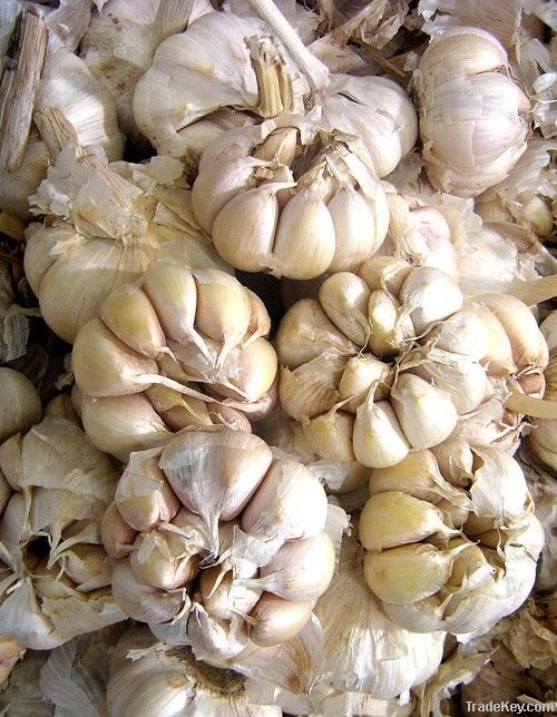 2012 new crop fresh China Garlic