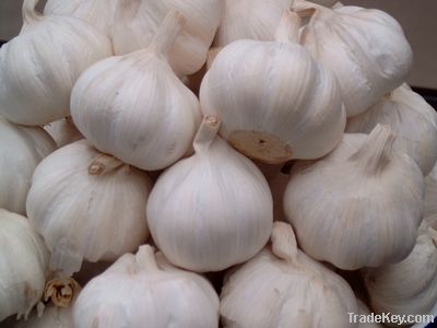 2012 new crop fresh China Garlic