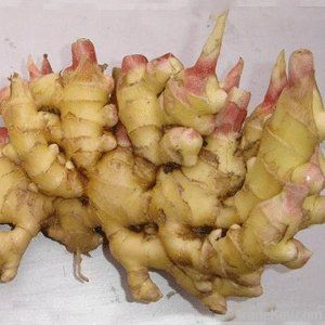 export chinese cheap fresh ginger