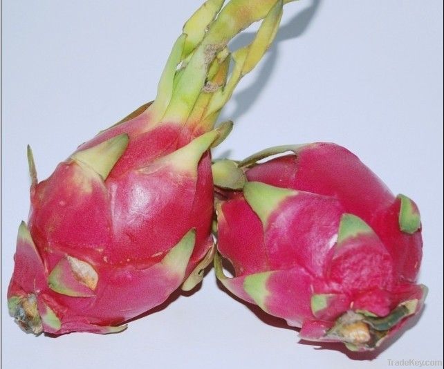 Vietnam Pitaya Dragon Fruit