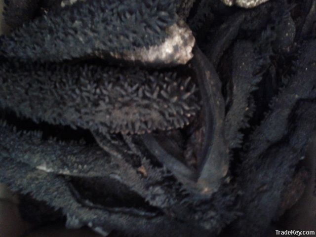 Dried sea cucumber