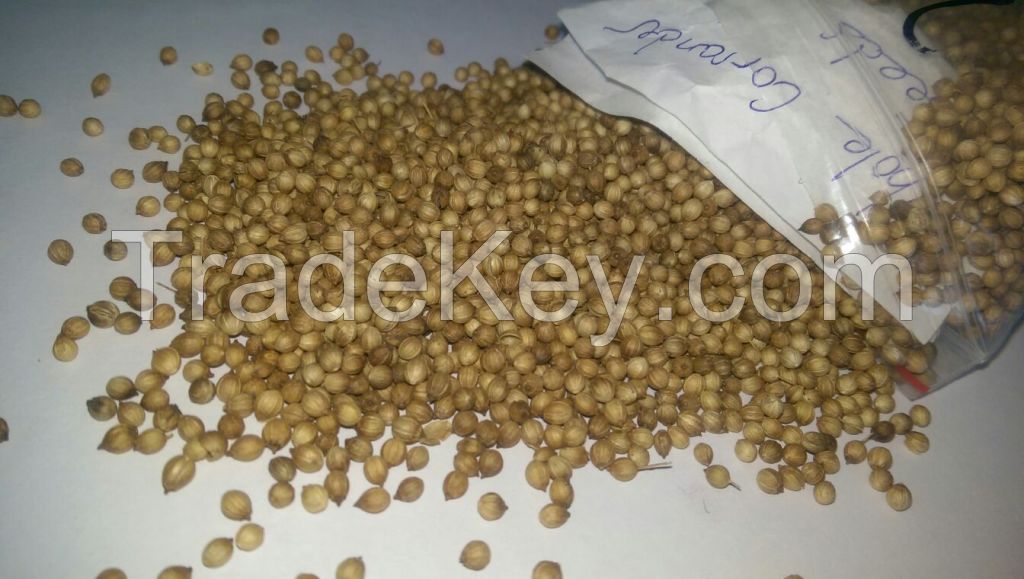 Whole coriander seeds