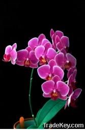 Orchid pland /phalaenopsis