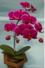 Orchid pland /phalaenopsis