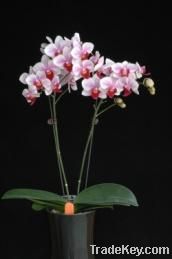 Orchid pland /phalaenopsis