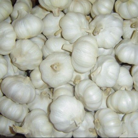 fresh garlic china