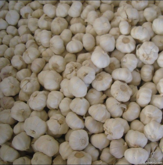 cold storage garlic for sale