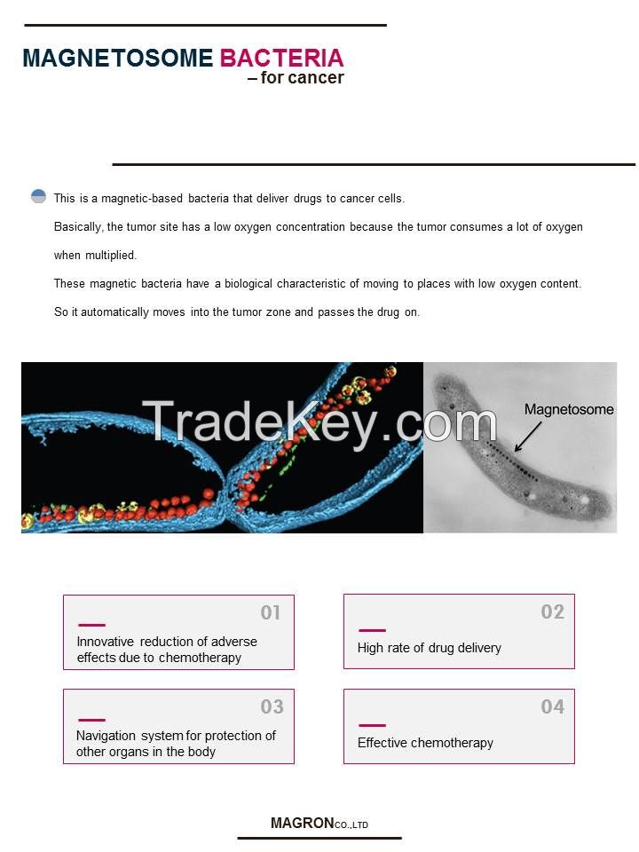 Magnetosome bacteria