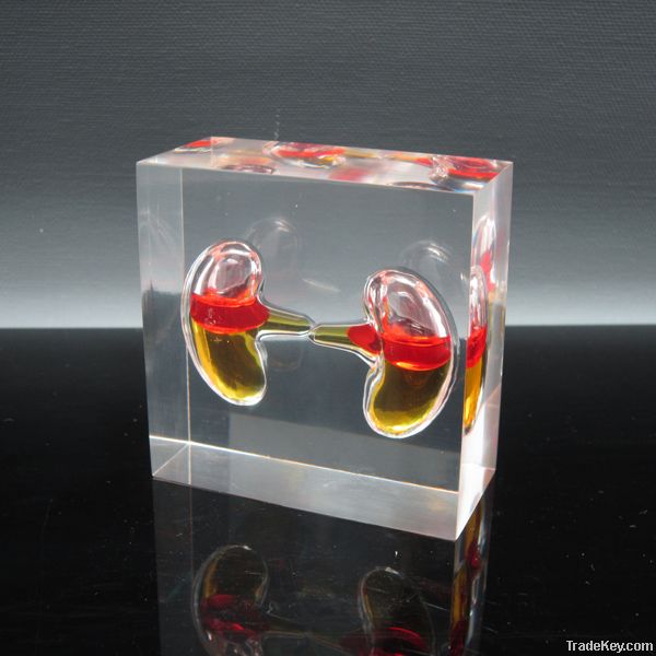 Acrylic Liquid Stomach Paperweight Factory