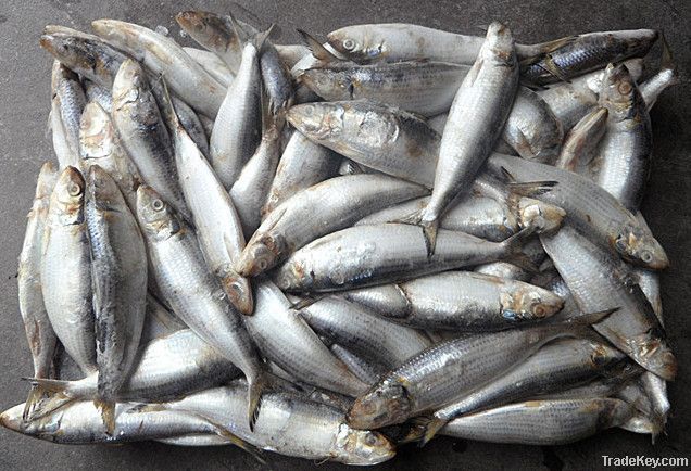 Sardine fish for canned