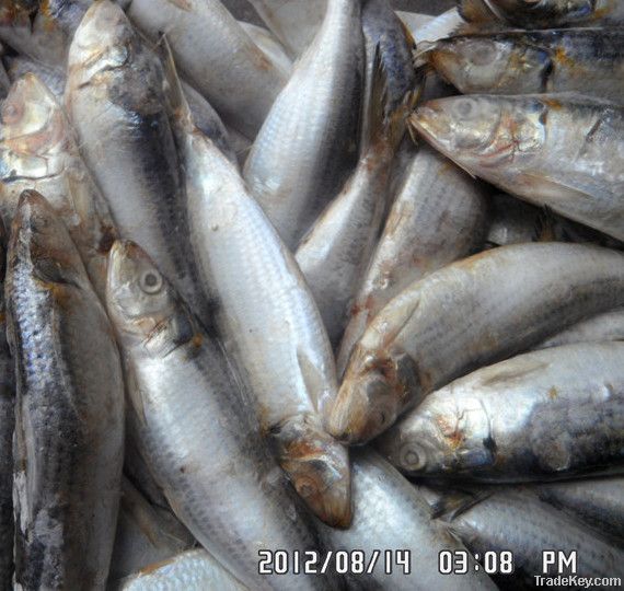 Sardine fish for canned