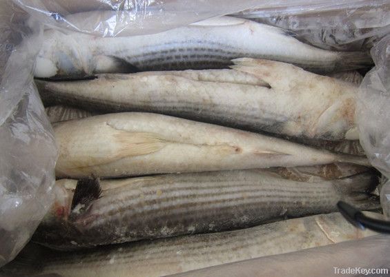 Grey Mullet