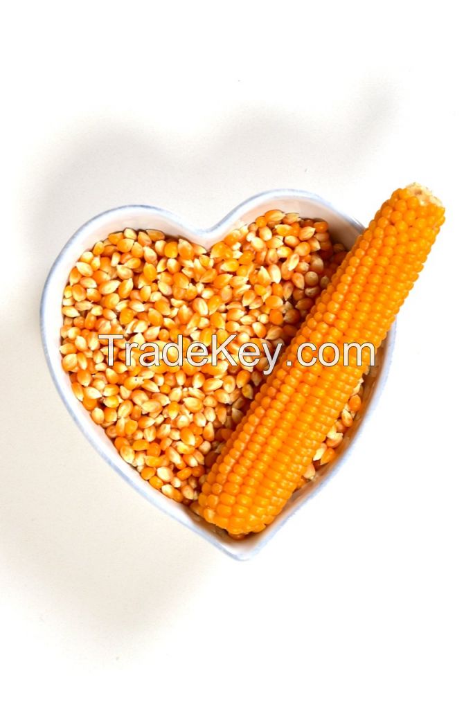 MAIZE/ YELLOW CORN