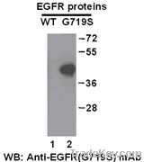 Anti-EGFR(G719S) Mouse Monoclonal Antibody