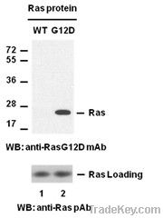 Anti-Ras(G12D) Mouse Monoclonal Antibody