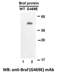 Anti-BRAF (G469E) Mouse Monoclonal Antibody