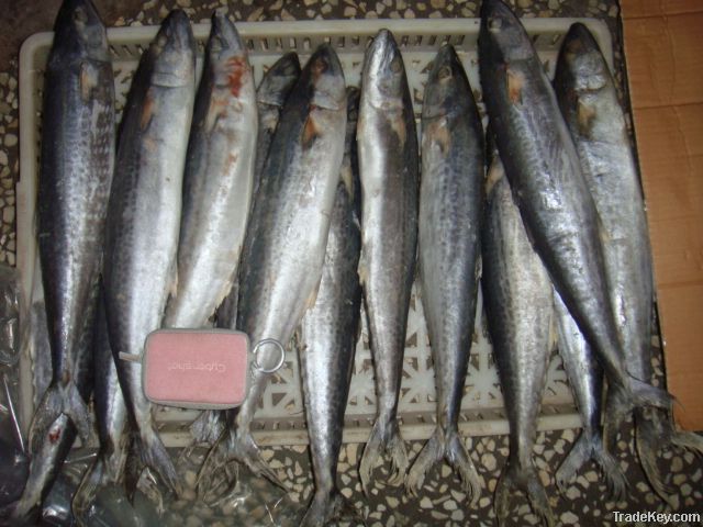 Spanish mackerel(Scomberomorus niphonius)