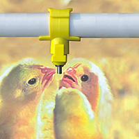 Poultry Equipments