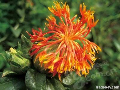 Safflower oil