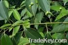 Camphor oil