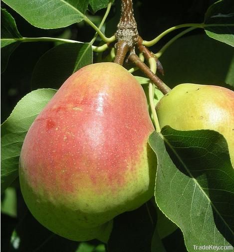 Fresh Pears