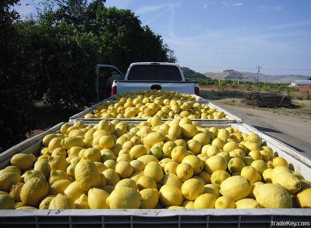 Fresh Lemons