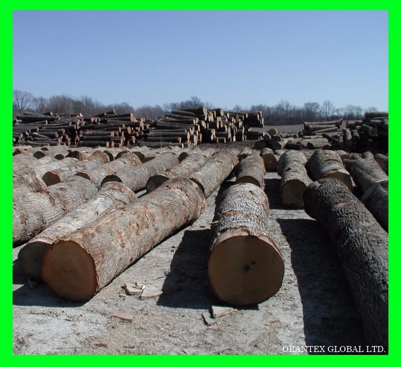 White Oak Logs