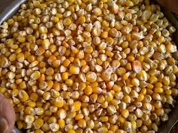 yellow corn