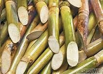 fresh sugarcane