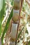 fresh sugarcane