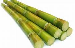 fresh sugarcane