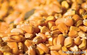  Maize | Maize Exporter | Corn Grain Seller | Maize Buyer | Bulk Maize Grain Importer | Corn bean Buyer | Corn bean Wholesaler | Corn Grain Manufacturer | Best Quality Corn Grain | Cheap Maize Supplier | Low Price Corn | Yellow Corn | White Cron | Baby Ma