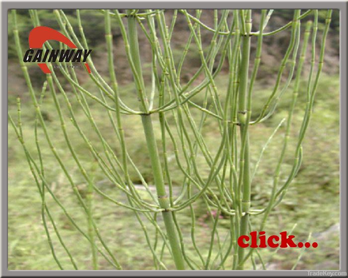 Horsetail Extract