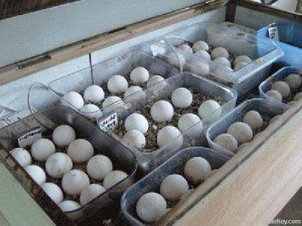 Fresh Chicken Egg | Ostrich Egg | Chicks, African Parrots Eggs
