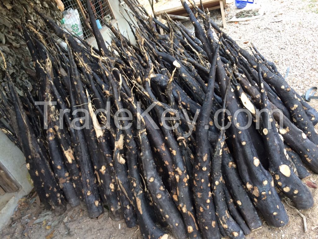 Tongkat Ali Root (Eurycoma longifolia) By Polo Resources Sdn Bhd, Malaysia