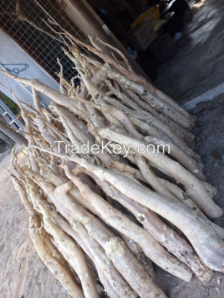 Tongkat Ali Root (Eurycoma longifolia) By Polo Resources Sdn Bhd, Malaysia