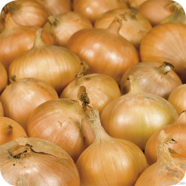 Onion