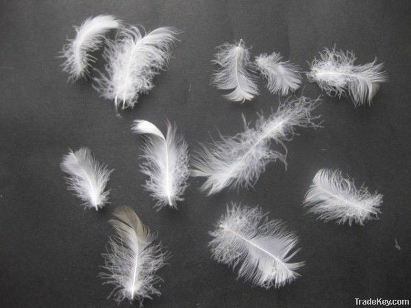 Washed white goose feather