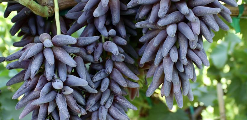 Grape, Fresh Grapes, Seedless Grapes, Green/Red/Purple/Black Grapes